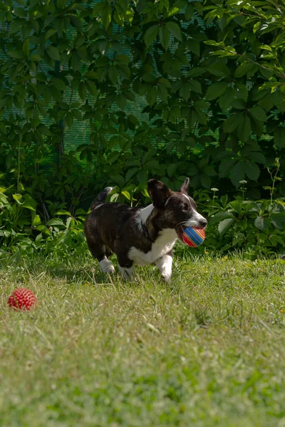 Eine Kleine Lustige Hundecorgi Strickjacke Spielt Mit Einem Ball — Stockfoto