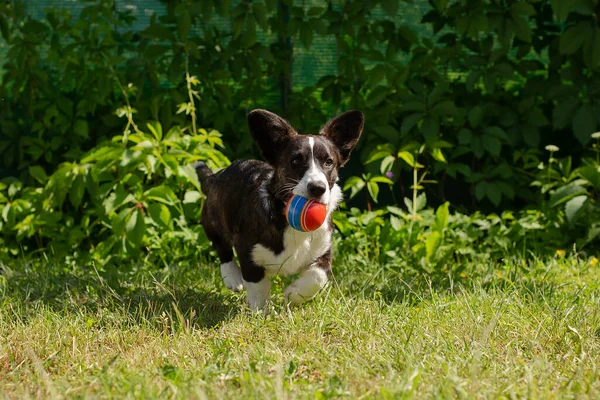 Eine Kleine Lustige Hundecorgi Strickjacke Spielt Mit Einem Ball — Stockfoto