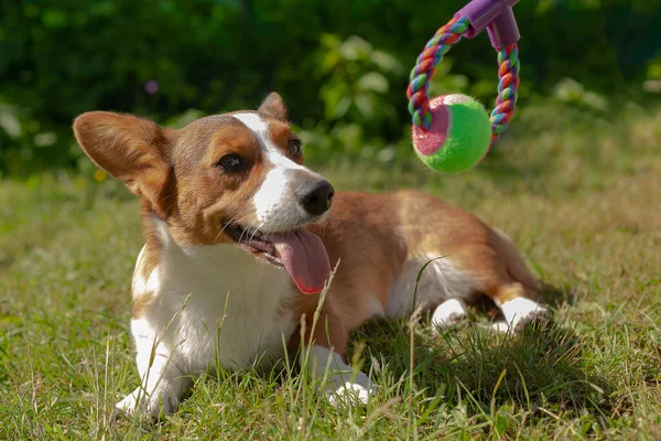 Charming Cute Little Dog Corgi Cardigan Nature — Stock Photo, Image