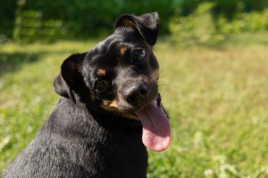 Güzel siyah bir köpek. Doğada, yakın plan..