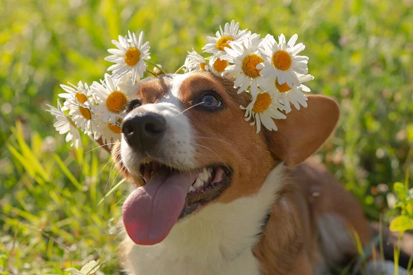 Χαριτωμένο Όμορφο Σκυλάκι Ζακέτα Στη Φύση Κοντινό Πλάνο Λευκά Λουλούδια — Φωτογραφία Αρχείου