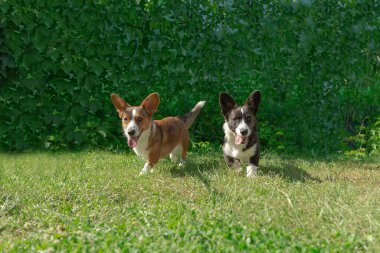 Corgi köpekleri çimlerin üzerinde koşuşturuyor. Açık havada köpekler.