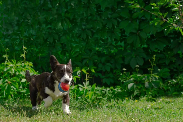 Bir Corgi Yavrusu Çimenlerde Koşar Köpek Bir Topla Oynuyor — Stok fotoğraf