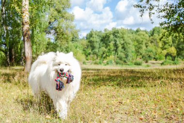 Samoyed 'li. Beyaz tüylü, komik, büyük köpek doğada oynuyor..