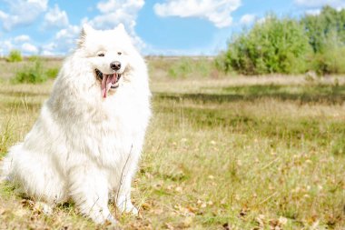 Samoyed 'li. Büyük beyaz, tüylü, komik bir köpek.