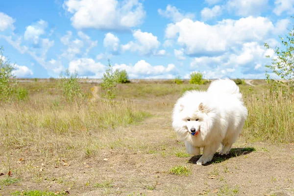 Samodzielnie Duży Biały Puszysty Zabawny Pies — Zdjęcie stockowe