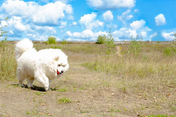Samodzielnie Biały Puszysty Zabawny Duży Pies Gra Przyrodzie — Zdjęcie stockowe