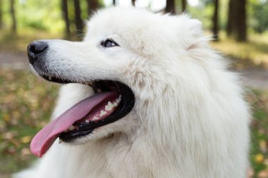 Samoyed 'li. Beyaz tüylü köpek yazın açık havada..