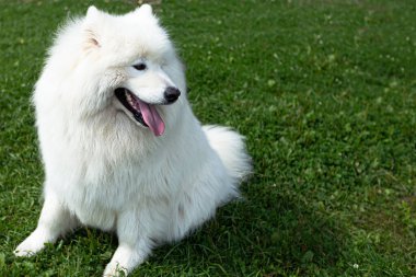 Samoyed 'li. Doğada büyük beyaz tüylü bir köpek.