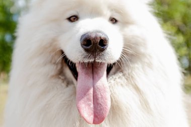 Samoyed 'li. Beyaz tüylü köpek yazın açık havada..