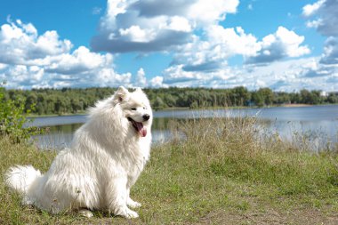 Samoyed 'li. Doğada büyük beyaz tüylü bir köpek.