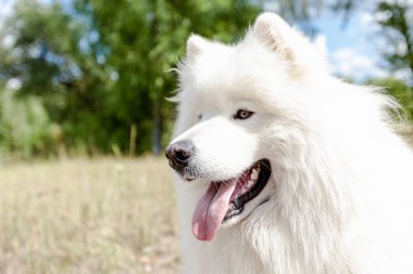 Samoyed 'li. Beyaz tüylü köpek yazın açık havada..