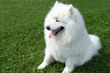 Samoyed 'li. Doğada büyük beyaz tüylü bir köpek.