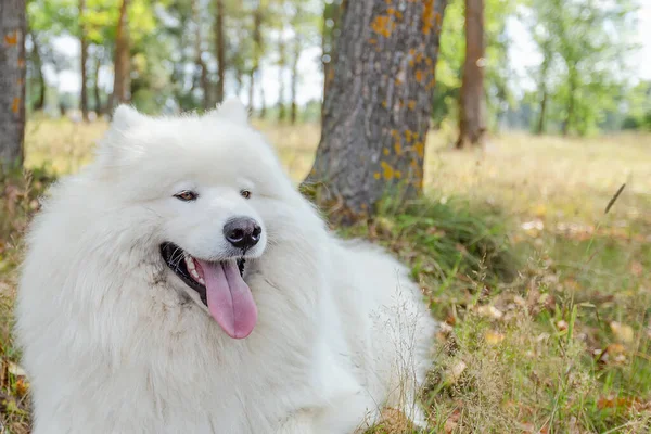 Samoyed Doğada Büyük Beyaz Tüylü Bir Köpek — Stok fotoğraf