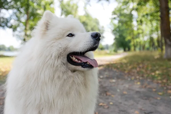 サモイドだ 夏に屋外で白いふわふわの犬のクローズアップ — ストック写真