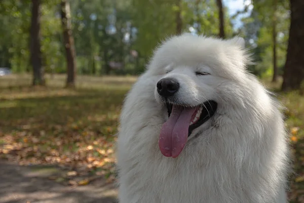 Samojed Bílý Nadýchaný Pes Close Venku Létě — Stock fotografie