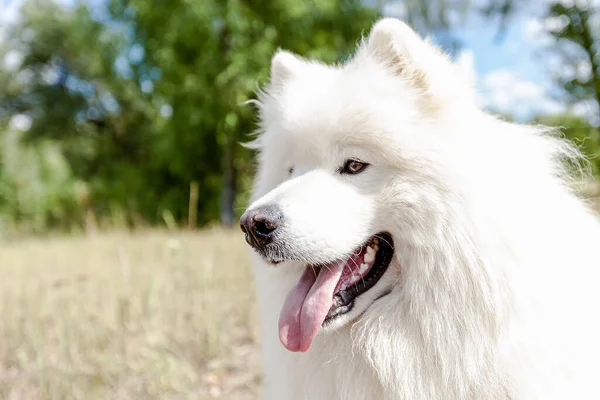 Samoyed Bianco Soffice Cane Close All Aperto Estate — Foto Stock