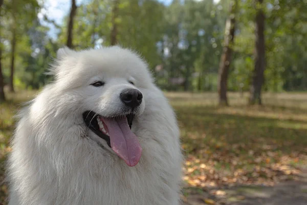 Samojed Bílý Nadýchaný Pes Close Venku Létě — Stock fotografie