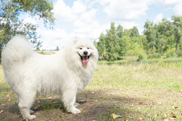 サモイドだ 自然の中で大きな白いふわふわの犬 — ストック写真