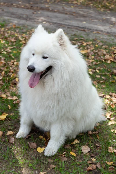 Samoyed Grande Cão Fofo Branco Natureza — Fotografia de Stock