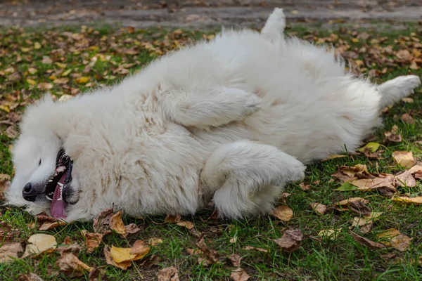 Samodzielnie Puszysty Biały Duży Pies Przyrodzie — Zdjęcie stockowe