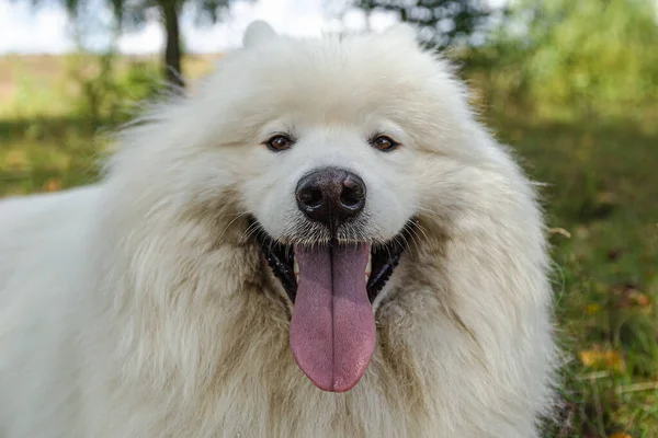 Samojed Bílý Velký Chlupatý Pes Parku — Stock fotografie