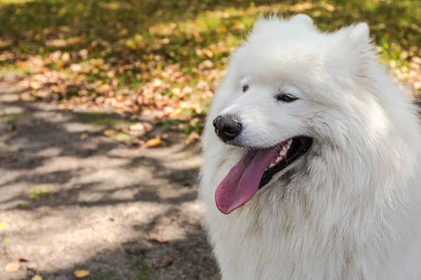Самоїд Білий Великий Пухнастий Собака Парку — стокове фото