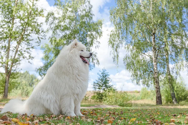 サモイドだ 公園の白い大きなふわふわの犬 — ストック写真