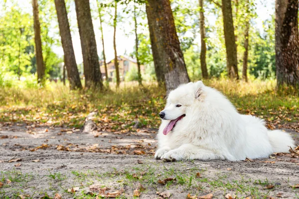 Samodzielnie Biały Puszysty Duży Pies Parku — Zdjęcie stockowe