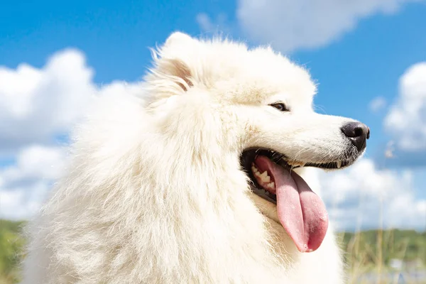 Samoyed Grande Cane Bianco Soffice Nel Parco — Foto Stock