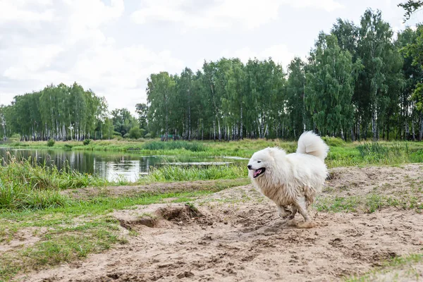 Samodzielnie Puszysty Biały Duży Pies Przyrodzie — Zdjęcie stockowe