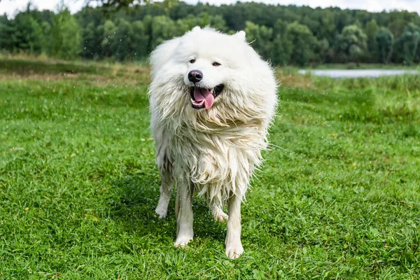 Самоїд Пухнаста Біла Велика Собака Природі — стокове фото