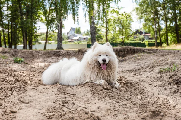 Samojed Chlupatý Bílý Velký Pes Písku — Stock fotografie