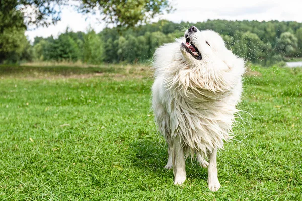 Samoyed Doğada Kabarık Beyaz Büyük Bir Köpek — Stok fotoğraf