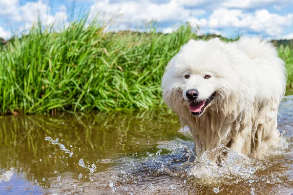 Samodzielnie Puszysty Biały Duży Pies Wodzie — Zdjęcie stockowe