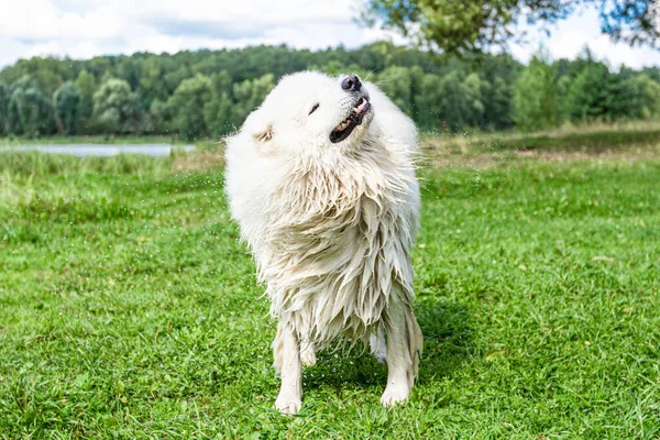 Samoyed Doğada Kabarık Beyaz Büyük Bir Köpek — Stok fotoğraf