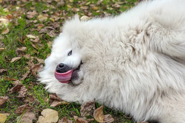 Samoyedo Perro Grande Blanco Esponjoso Naturaleza —  Fotos de Stock