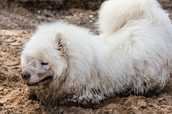 Samodzielnie Puszysty Biały Duży Pies Piasku — Zdjęcie stockowe