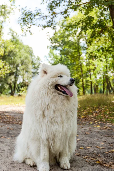 Samojed Bílý Nadýchaný Pes Venku Létě — Stock fotografie