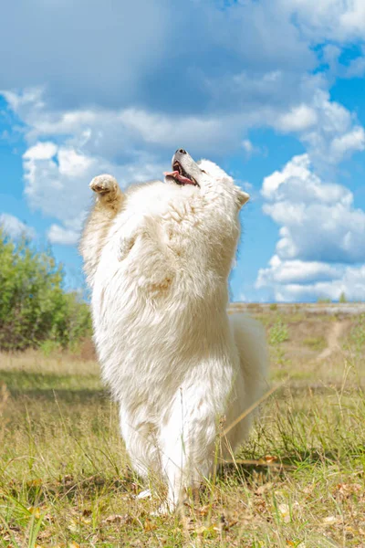 Samojew Weißer Flauschiger Hund Sommer Freien — Stockfoto