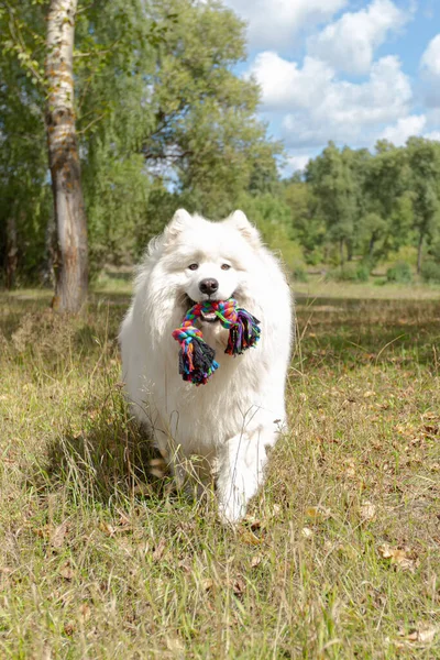 Samojad Vit Fluffig Hund Utomhus Sommaren — Stockfoto