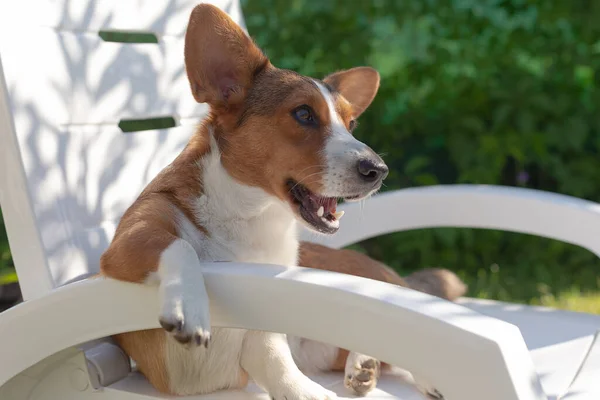 Vacker Liten Brun Hund Corgi Kofta Naturen Närbild — Stockfoto