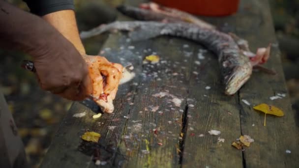 Pescatore sta pulendo pesce appena pescato — Video Stock