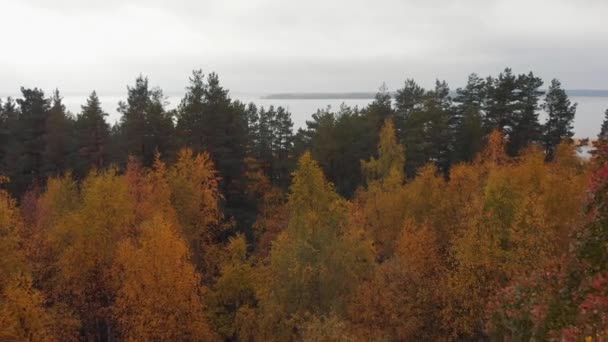 Antenn ovanifrån av en höst skog, Natur bakgrund i 4K upplösning. — Stockvideo