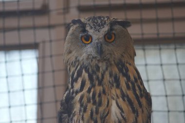 Bir baykuş portresi.