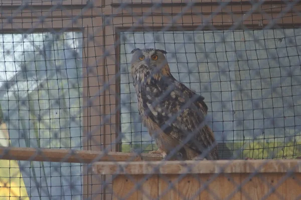 Portrait d'un hibou. La chouette est dans une grande cage.. — Photo