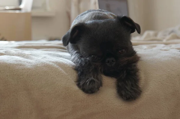 Küçük siyah bir köpek yavrusu, çok tatlı ve üzgün.