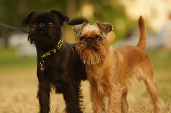 Griffons köpekleri dışarıda yan yana durur.