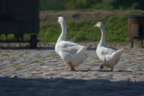 Zwei weiße Gänse — Stockfoto