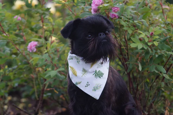 Başörtüsü takmış sevimli siyah köpek.